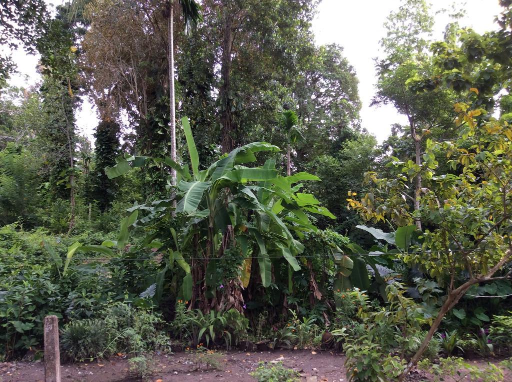 Fern Dale Villa Weligama Bilik gambar